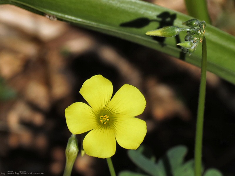 A Winter Flower at Fort Mason, San Francisco