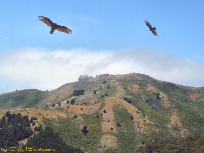 Hawk Hill Near the Golden Gate Bridge.  A City Birds digital photo.