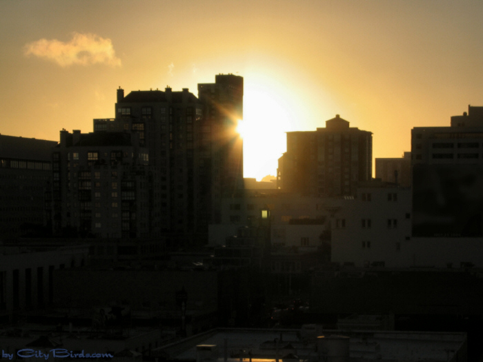 Fall Sunset, San Francisco.