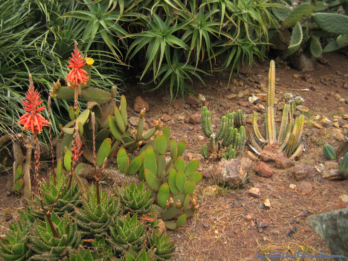 Golden Gate Park Conservatory of Flowers, San Francisco.