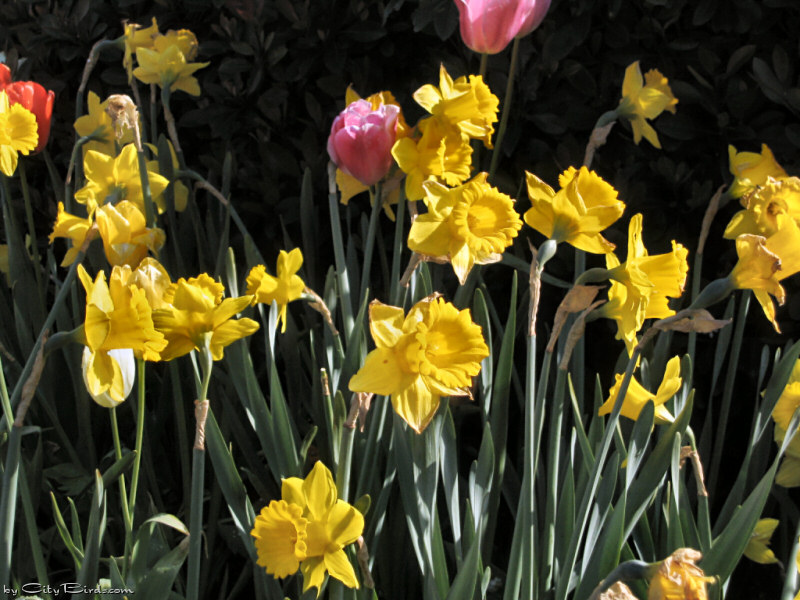 Spring Flowers at Fishermen's Wharf